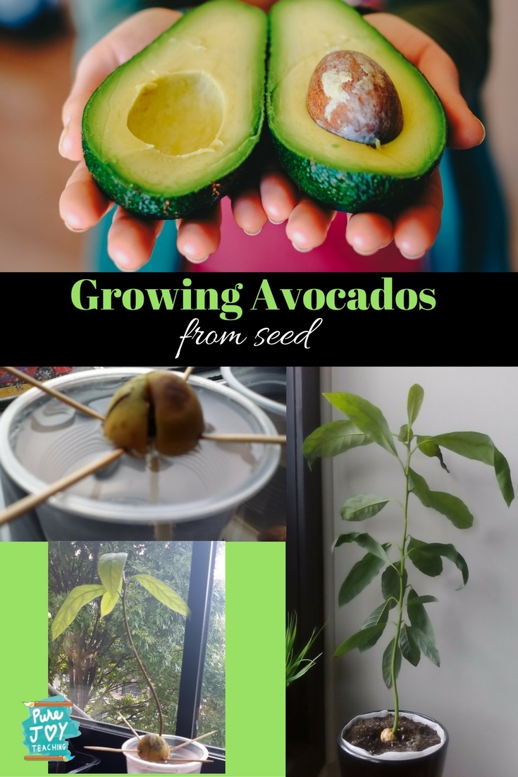 Avocado Seed Growing from Seed Pure Joy Teaching